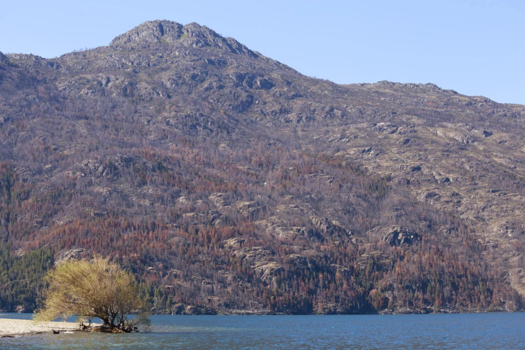 Árbol solitario en la costa del lago frente a una ladera de bosque quemado en recuperación.