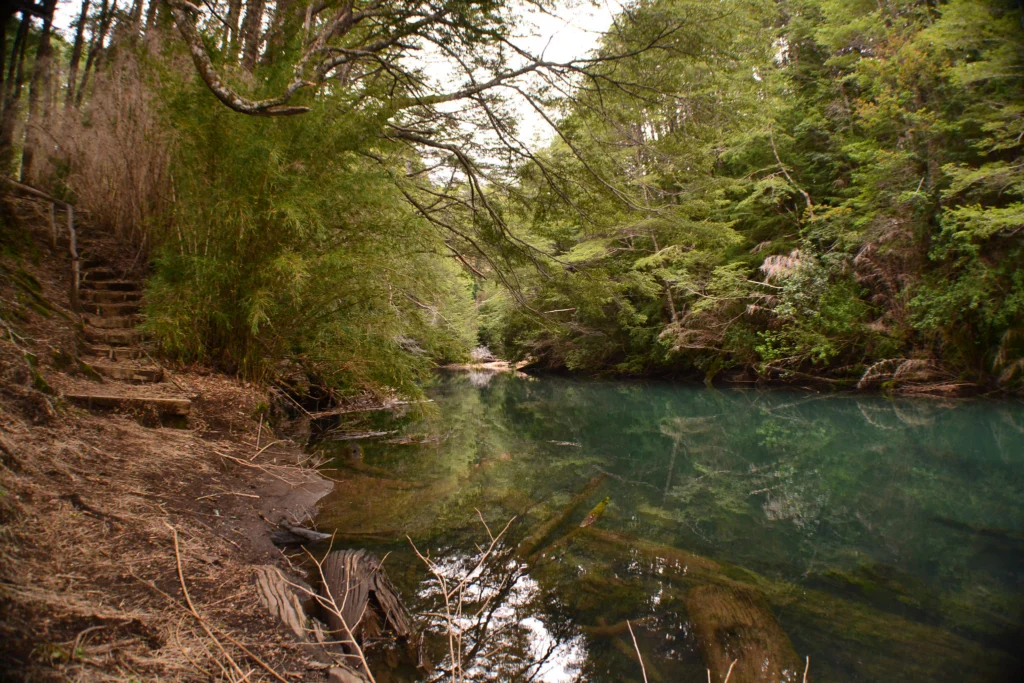 Sendero de escalones de tierra junto al río de aguas transparentes, entre caña colihue y bosque.