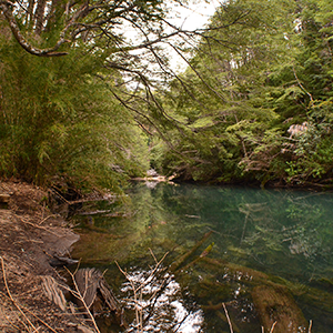 Sendero de escalones de tierra junto al río de aguas transparentes, entre caña colihue y bosque.