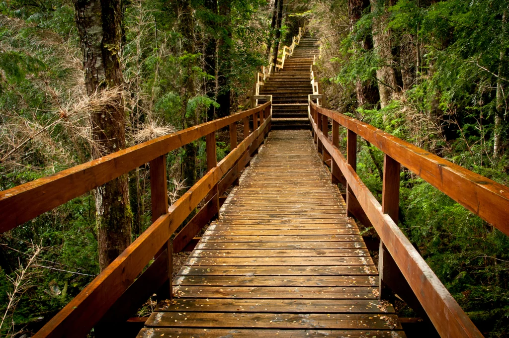 Escalera y pasarela de madera del sendero a la Cascada de los Cántaros, entre la selva valdiviana.