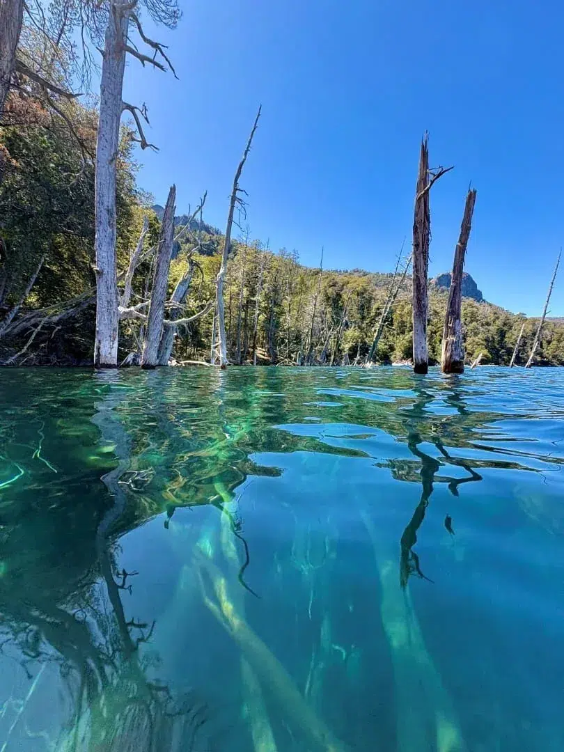 Detalle de los troncos del bosque sumergido bajo la superficie transparente del lago.