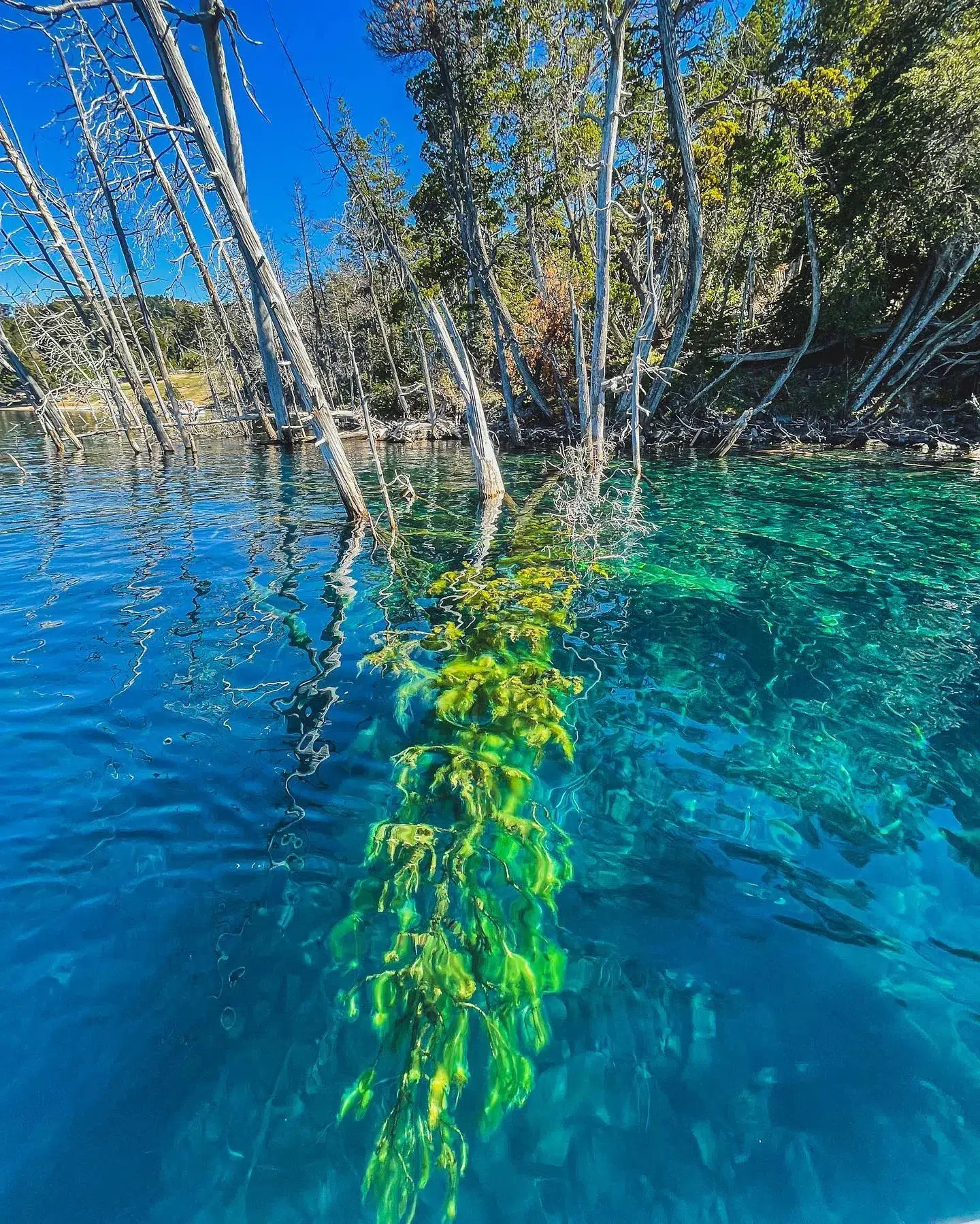 Troncos del bosque de cipreses sumergido visibles bajo las aguas transparentes del Lago Traful.