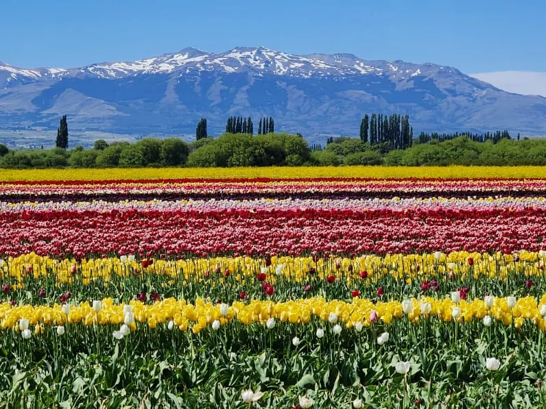 Trevelin y Campo de Tulipanes