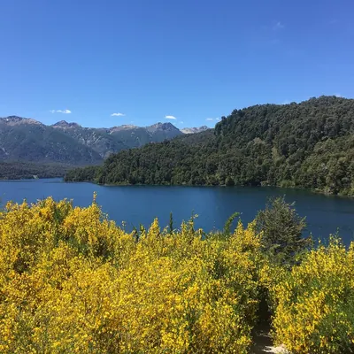 Lago con retama amarilla en flor.
