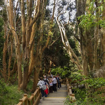 Walkway between the cinnamon trunks of the Arrayanes Forest.